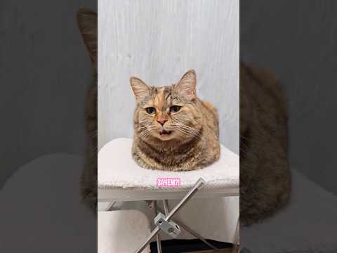 Грустный кот отбраковал всё кроме Grandin😹 Если не вкусно - значит не пригодно😅