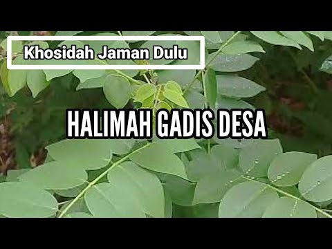 HALIMAH GADIS DESA