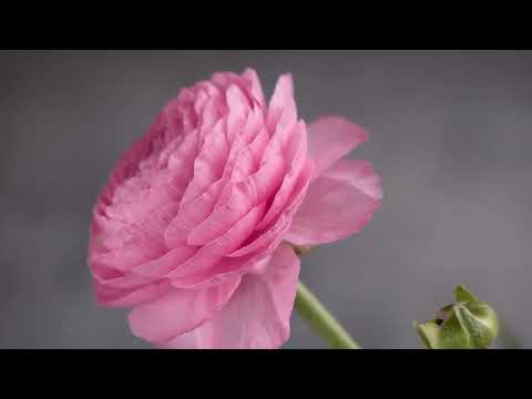 Opwekking 833 Kom, verras ons 1B