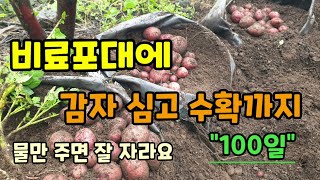 비료포대에 감자 심고 수확까지 100일 텃밭 없이도 감자 키울 수 있어요 홍감자