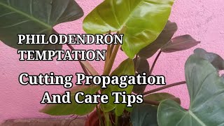 PHILODENDRON TEMPTATION!! CUTTING AND REPOTTING PROPAGATION /CARE TIPS!!Inday8 Vlog