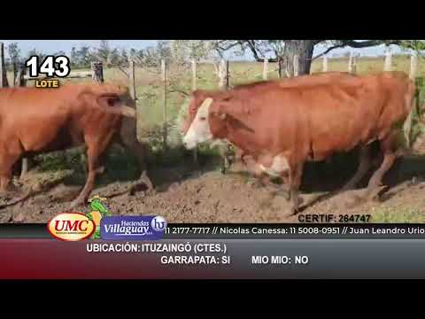 Lote 26 Vacas  en Ituzaingó, Corrientes