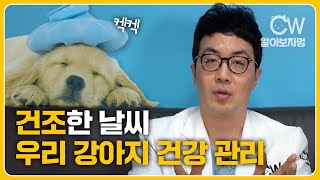 미세먼지 초미세먼지의 건조한 봄날씨 우리 강아지 건강관리 이렇게해주세요