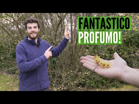 CALICANTO, il fiore D'INVERNO