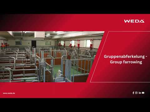 WEDA Gruppenabferkelung - Group farrowing