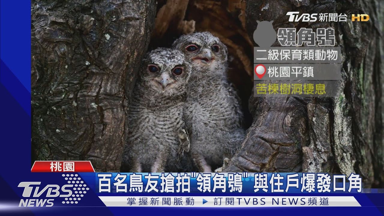 百名鳥友搶拍「領角鴞」　與住戶爆發口角