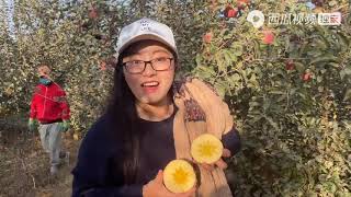 农村悦悦：悦悦飞5000公里来到新疆阿克苏，苹果切开满满的冰糖心，太好吃了