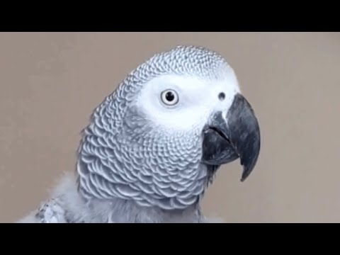 This bird talking like human is scary good