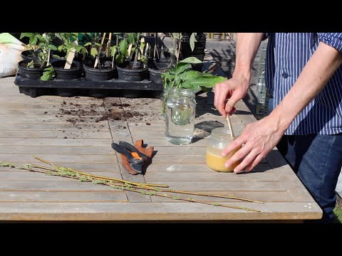 Såhär får du liv i sticklingar - Trädgårdshacks med GardenR