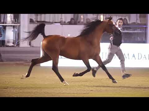 ⚡️ D SHAHEER⁣ ⚡️ Top2️ Colts 3 Years Old, 2022 PSAIAHF