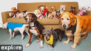 California · Wagcam From a Dog's View live stream