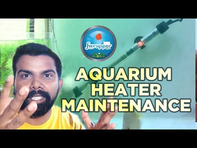 Aquarium Heater Setup || Aquarium Heater maintenance || Discus Fish || Fish Tank