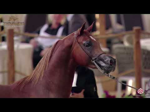 N 251 JAWAD AL SHAHANIA   22nd Qatar National 2019   Colts 3 years old Class 8