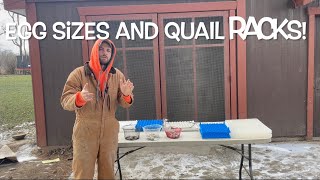 Do JUMBO quail eggs fit quail rails?Quail egg size and trays for your incuabtor. #hatchingeggs
