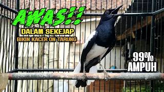 Download lagu Suara Burung Kacer Bikin Lawan Emosi Gacor, Pancingan Kacer Agar Cepat Emosi Gacor mp3 Download lagu Suara Burung Kacer Bikin Lawan Emosi Gacor, Pancingan Kacer Agar Cepat Emosi Gacor mp3