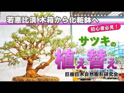 ラグーミニの木 (Prunus Tomentosa) を植える時期と、この崇高な果樹の世話をする方法は何ですか?  庭園