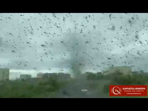 Mücken-Tornados verdunkeln die Sonne Kamtschatkas Mücken-Tornados verdunkeln die Sonne Kamtschatkas
