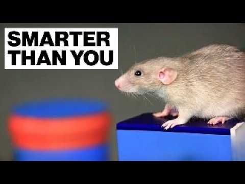The SECRET World Of Urban Rats🐀