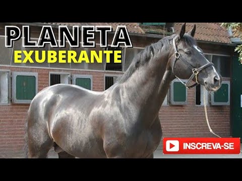 , title : '#PlanetaExuberante Cavalo Hanoveriano #Shorts'