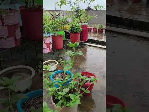 Rainy morning #terracegardenindia #flowers #rainyplants #nature #garden