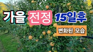 사과나무 가을 전정의 효과(15일전 전정후 결과)