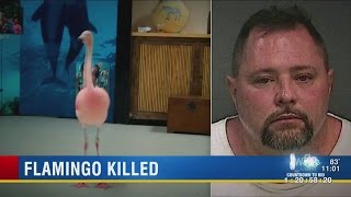 Pinky the flamingo attacked, killed