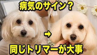 【10歳マルプー】病気のサインに気づくことも。シニア犬こそ同じトリマーがいい理由【トリミング】
