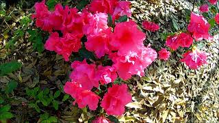 Breathe on Me, Breath of God