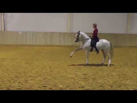 Abanico Lusitanien Né en 2005, élevage Gouveia. Grand Prix Pro Elite