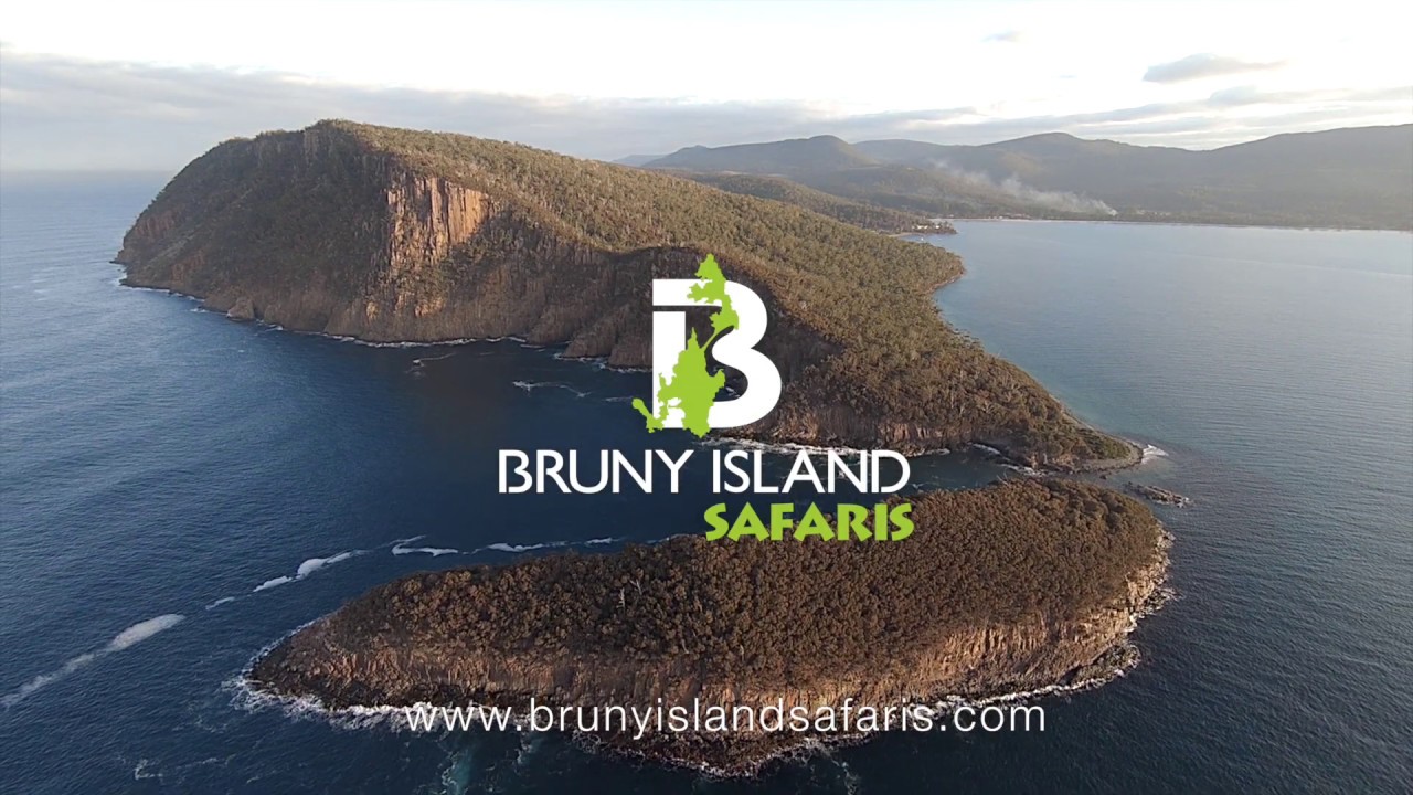 penguin tours bruny island