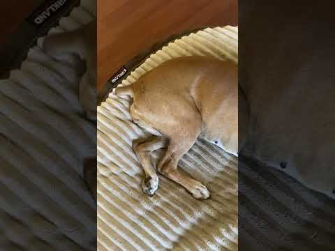 ボクサー犬の名前