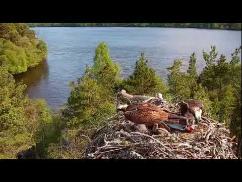 Intruder at Loch of the Lowes Osprey nest - NC0 is defensive, the chicks aren't bothered 1 Jun 2021