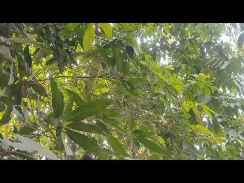 Just listen the real peaceful sound/music 🍃 #abdulalim_36 #nature #summer