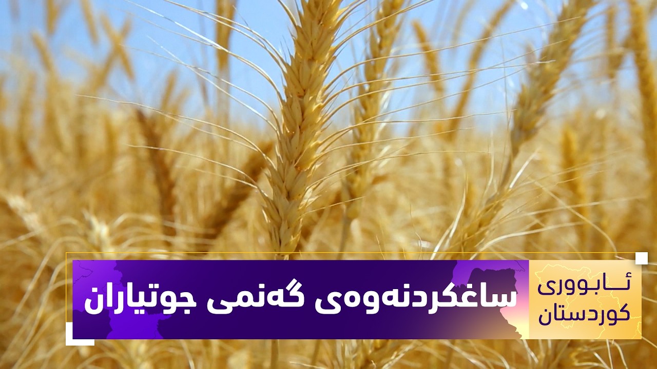 ڤیدیۆ | بەرنامەی (ئابووریی کوردستان).. ساغکردنەوەی بەرهەمی گەنمی جووتیاران