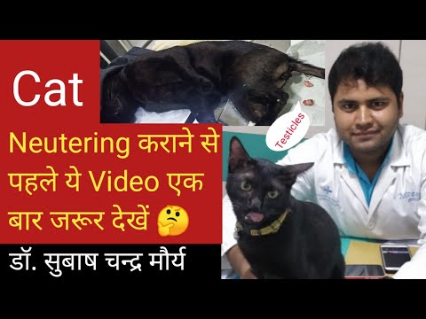 Cat Neutering/ Castration in cat/ Why should you neuter your cat : Pros and Cons( Hindi)/Doctor Pets