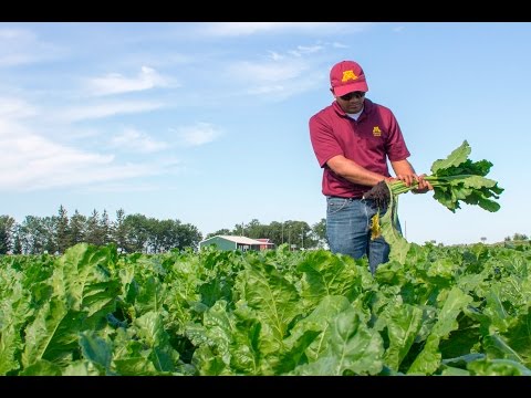 Protecting Sugar Beets Through Integrated Management