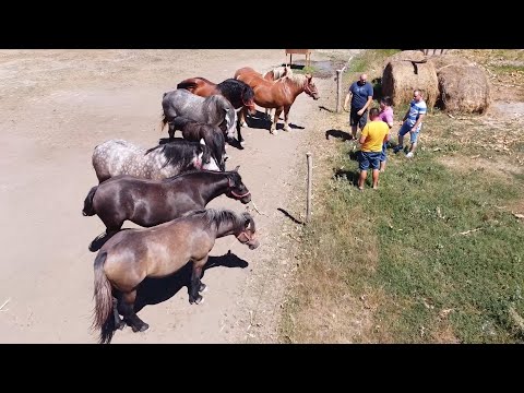 Caii lui Adi de la Giroc, Timis - 2020 Nou!!!