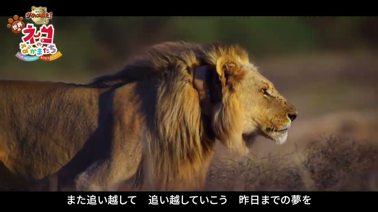 『劇場版ダーウィンが来た！世界のネコのなかまたち』MISIA×劇場版ダーウィンが来た！
