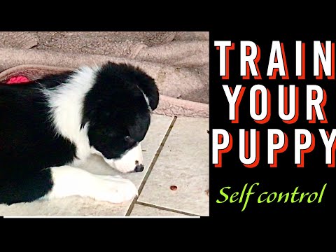 You MUST train BORDER COLLIE puppy dog | 9 week old | EASY  TRAINING SESSION
