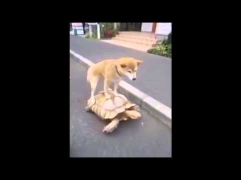 they see me rollin' - dog on tortoise
