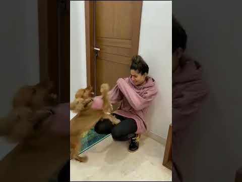 Reshmika Fight with the dog.