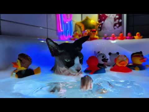 Undisputed Bubble Champion!