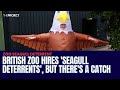 British Zoo Hires Seagull Deterrents But There S A Catch