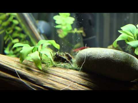 download lagu mp3 mp4 Green Beard Algae, download lagu Green Beard Algae gratis, unduh video klip Green Beard Algae
