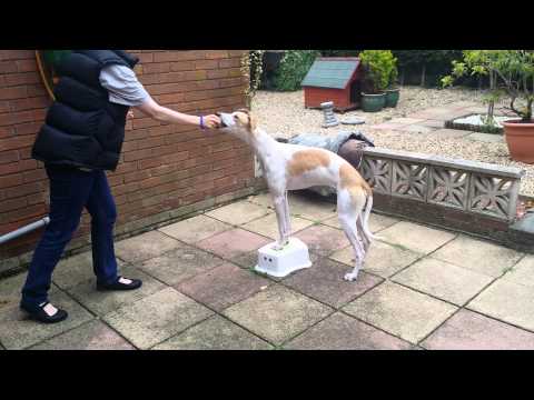 Have a Good Dog video.