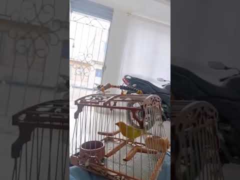 le llaman pluma blanca de soledad Atlántico