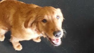 preview picture of video '5 Month Old Golden Retriever Hannah Before/After Video | Harrisonburg Dog Trainer'