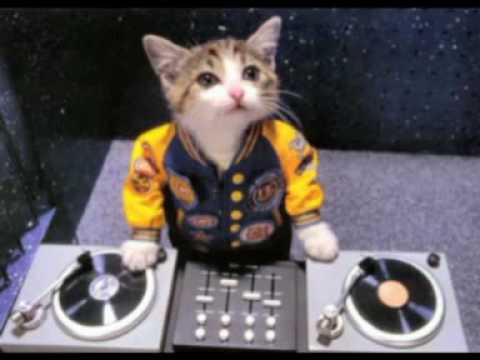 Bounce Little Kitty / House music