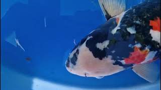 video van Showa SH-V24-113070