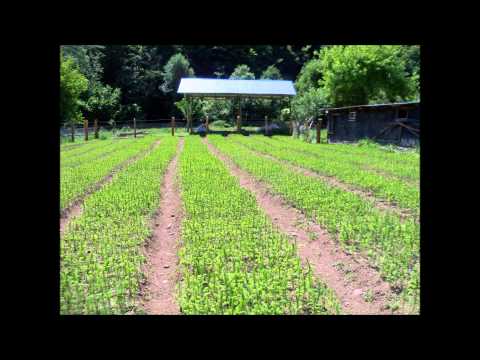 Valea Capraretului Pepinere Boita Sibiu